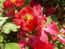 Great Wall rose photo