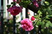 Chateau Frontenac rose photo