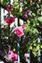 Chateau Frontenac rose photo