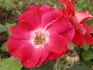 Hot Wonder rose photo