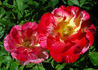 Crimson Flame rose photo