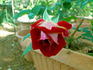 Fairest One rose photo