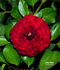 Anna Vena rose photo