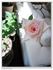 Amy Grant rose photo