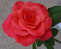 Orange Passion ™ rose photo