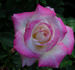 Dorothy Anne rose photo