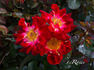 Biddulph Grange rose photo