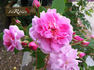 Mistress Quickly rose photo