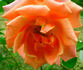 California (hybrid tea, Howard rose photo