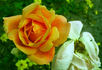 Independence Day rose photo