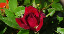 Oui rose photo