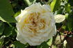 Miss Alice de Rothschild rose photo