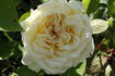 Miss Alice de Rothschild rose photo