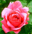 Frau Dr. Schricker rose photo