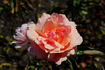 Lady Luck rose photo