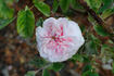 Mademoiselle Berthe Lévêque rose photo