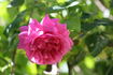 Chateau Frontenac rose photo