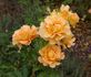 Lauterrose rose photo