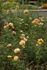 Lauterrose rose photo