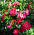 Golden Eye rose photo
