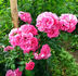 Balsgards Freja rose photo