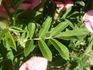 Euphrates rose photo