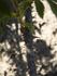 Euphrates rose photo