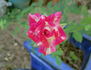Freckle Face rose photo
