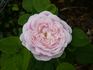 Madame Jules Finger rose photo