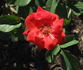 Orange Garnet rose photo