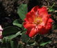 Orange Garnet rose photo