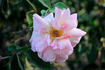 Caroline Marniesse rose photo
