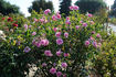 J. Otto Thilow rose photo