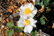 Sharon's Delight™ rose photo