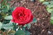 Look Good...Feel Better ™ rose photo
