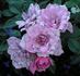 Orchid Jubilee ™ rose photo