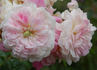 Aristide Briand rose photo