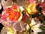 Soaring Spirits ™ rose photo