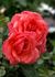 Freude ® rose photo