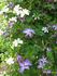Huldine clematis photo
