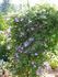 Huldine clematis photo