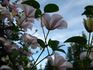 Huldine clematis photo