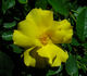 Rosarian Gregg Lowery rose photo