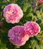 Bella Donna rose photo