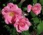 Betty Prior, Cl. ™ rose photo