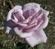 Blue Violet rose photo