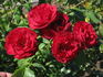 Cadenza rose photo