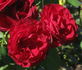 Cadenza rose photo
