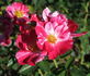 Nashville ™ rose photo