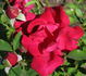 Queen o' the Lakes rose photo